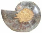 Split Black/Orange Ammonite (Half) - Unusual Coloration #55696-1